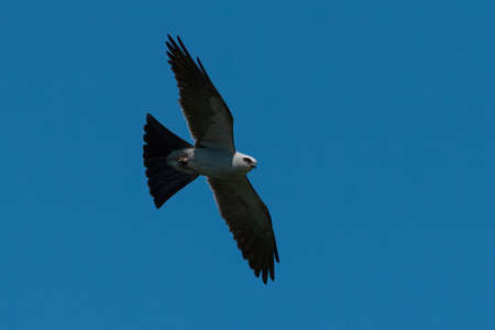 A gray Mississippi Kite searching for prey as it soars gracefully overhead through a clear, blue sky on a sunny morning.の写真素材