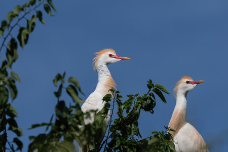 A pair of Cattle Egrets in their orange and white breeding plumage watching something off to the side from their treetop perch high overhead in the UTSWMC rookery in Dallas, Texas.の写真素材