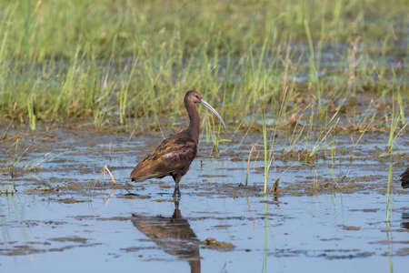A White-faced Ibis standing over its reflection in the mud of a grassy marsh by a lake as it searches for food on a sunny morning.の写真素材