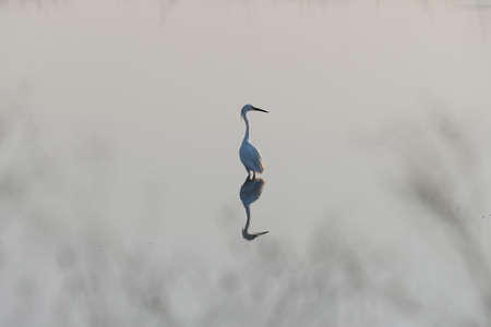 A solitary Great White Egret standing in the glassy, smooth water of a lake over its reflection and looking off to the side as the sun rises early in the morning.の写真素材