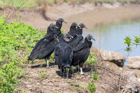 A group of Black Vultures, referred to as a wake when on the ground, gathered on the rocky shore of a lake on a sunny day.の写真素材