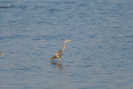 A young Great Blue Heron in calico plumage as it changes colors from white to gray and blue hunting for food in the shallow water of a lake.の写真素材