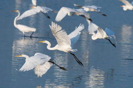 A flock of elegant Great White Egrets using their powerful wings to take flight from the shallow water of a lake on a sunny morning.の写真素材