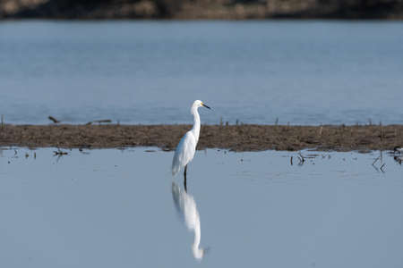 A Snowy Egret standing over its reflection in the calm, shallow water of a lake near an exposed sand bar on a sunny morning.の写真素材