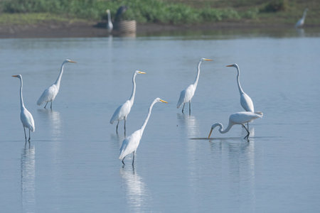 A small flock of Great White Egrets wading in the shallow part of a lake near a shoreline as they hunt for food in the water on a sunny morning.の写真素材