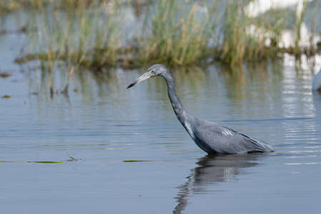 A Little Blue Heron searching for food as it wades in the water of a lake near the grassy shoreline.の写真素材