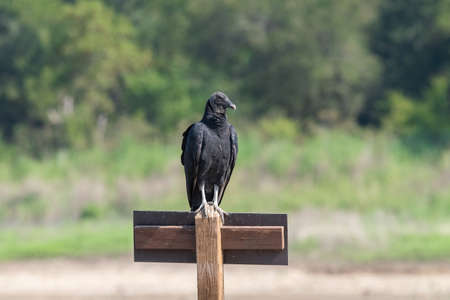 A Black Vulture, or Buzzard; standing on top of a wooden sign resembling a cross with a dirt road and some woods in the background.の写真素材
