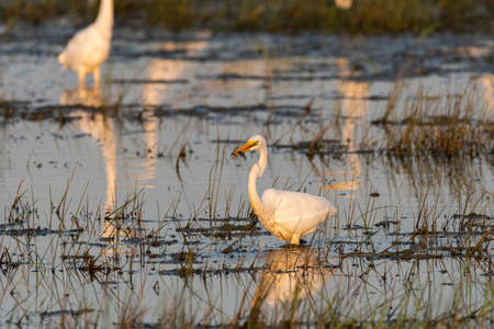 A Great White Egret wading in a grassy marsh with a fish in its beak that it caught and will be eating.の写真素材