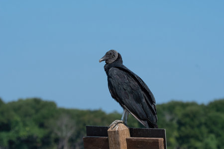 A Black Vulture, or Buzzard; standing on top of a wooden sign resembling a cross with a dirt road and some woods and a clear blue sky in the background.の写真素材