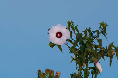 Beautiful, white Hibiscus flower blooming on a sunny day with the calm, blue water of a lake contrasted in the background.の写真素材