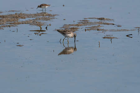 A Great Yellowlegs bird mirrored in the shallow water of a muddy flat as it uses its long beak to search for food in the mud.の写真素材