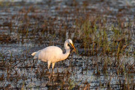 A Great White Egret standing in a grassy marsh with a fish in its beak that it caught to eat eating.の写真素材