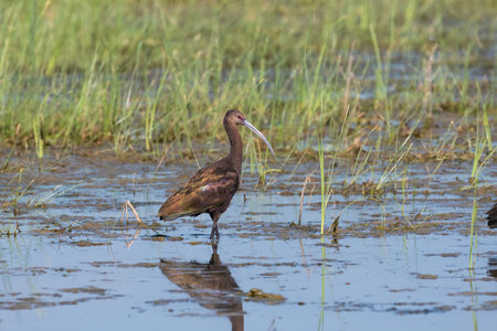 A Glossy Ibis standing over its reflection in the mud of a grassy marsh by a lake as it searches for food on a sunny morning.の写真素材