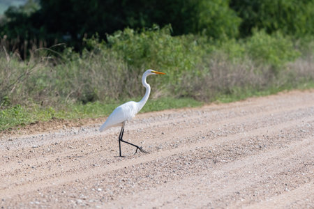 A Great White Egret casually strolling across a rural dirt road in a wildlife refuge as it attempts to figure out why the chicken crossed the road.の写真素材