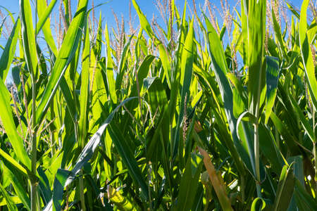 Closeup of the long, green leaves of corn plants in a farm field glowing as the sun shines through them on a sunny, Autumn afternoon.の写真素材
