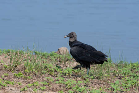 A Black Vulture, or Buzzard; casually strolling in the grass and weeds on the rocky shore of a lake.の写真素材