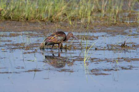 A Glossy Ibis wading in the mud of a grassy marsh by a lake as it searches for food on a sunny morning.の写真素材