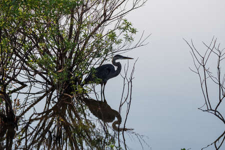 A Great Blue Heron partially silhouetted by the morning sun under a small tree in the shallow water near a lake shore with its reflection in the glassy smooth water.の写真素材