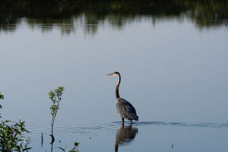 A Great Blue Heron wading out into the shallow water near the shore of a lake as it hunts for food on a sunny morning.の写真素材