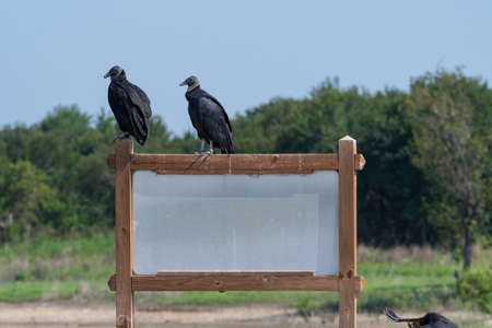 A pair of Black Vultures, or Buzzards, perched on a blank, white sign near some woods on a sunny day.の写真素材