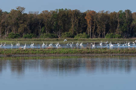 A large gathering of Great White and Snowy Egrets wading in the shallow water between a peninsula and a distant tree covered lake shore.の写真素材