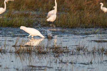 A Great White Egret making a splash as it plunges its beak into the water of a grassy marsh in an attempt to catch a fish.の写真素材