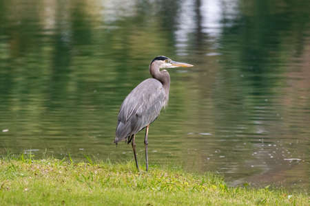 A large, elegant Great Blue Heron patiently watching the water for food as it stands in the grass on the shore of a pond.の写真素材
