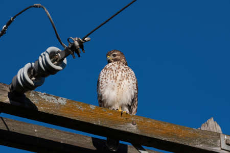 A Red-tailed Hawk looking down at the fields below as it searches for food from its perch high overhead on a wooden telephone power pole.の写真素材