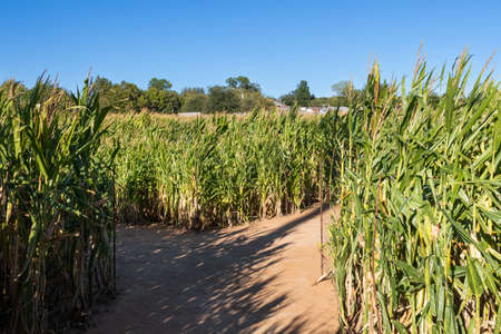 A dirt path in a corn field maze splitting to form a fork or âyâ leading to a choice in which direction to take.の写真素材