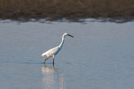 A Snowy Egret wading in the shallow water near the muddy shore of a lake as it hunts for food in the calm water on a sunny morning.の写真素材