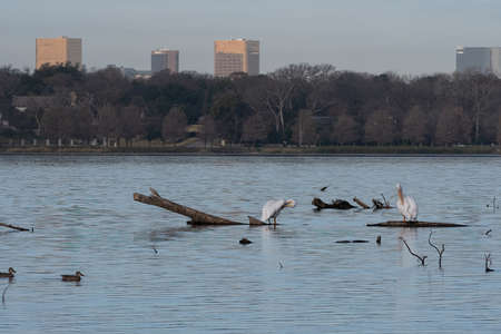 A pair of White Pelicans standing on submerged logs in White Rock Lake and preening their feathers with some of the skyscrapers and office buildings of Dallas, Texas rising above the trees on the distant shore.の写真素材