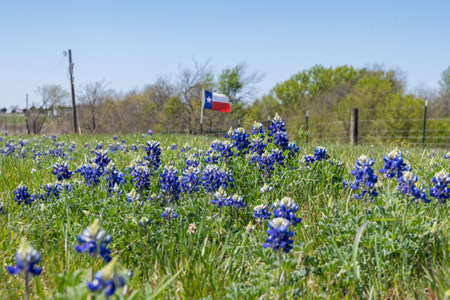 Closeup of a patch of Bluebonnet flowers blooming in a roadside ditch on a sunny, windy day with a Texas flag waving by a fence in the background.の写真素材