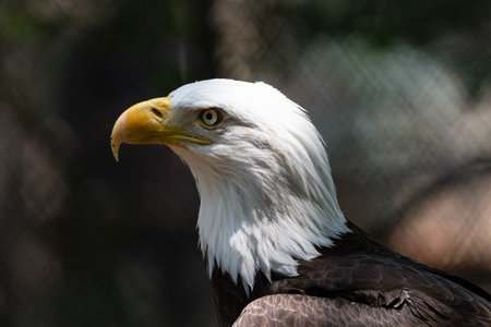 Closeup side profile of the head of a majestic Bale Eagle showing off its white head feathers and...