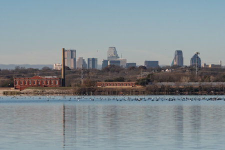 A large flock of birds swimming near pump station on the far shore of White Rock Lake with the skyline of Dallas in the background.の写真素材