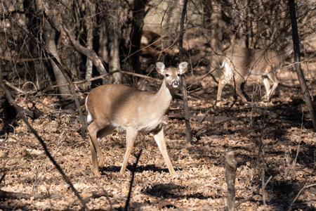 A White-tailed deer walking through a patch of sunlight in the woods on a winter morning in Texas.の写真素材