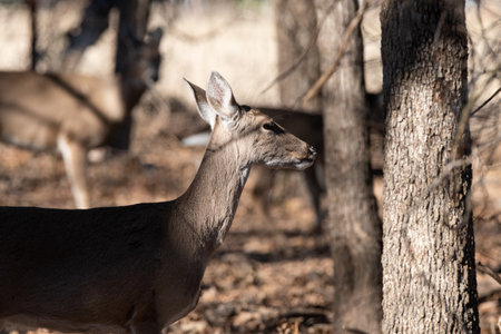 Profile of a White-tailed deer standing in the shadows with its head extended out into the sunlight...