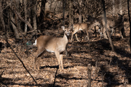 A White-tailed deer standing in a clearing in the woods while other members of its herd walk in the background.の写真素材