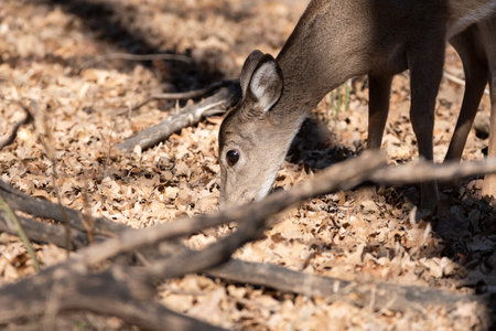 A closeup of a White-tailed deer with its head down as it forages for food among the leaves on the floor of the woods on a winter afternoon in Texas.の写真素材