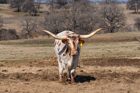 A white Longhorn cow with long, curved horns and orange spots standing in a ranch pasture with trees...