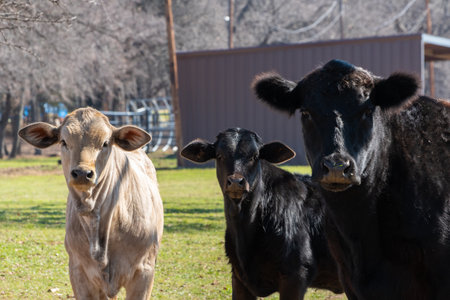 A black Angus cow standing in a ranch pasture with her calf and a tan Charolais calf in a ranch pasture while all three stare into the lens of the camera.の写真素材