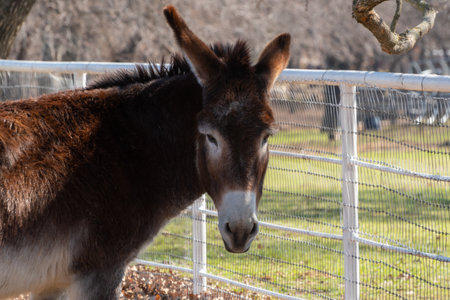 A cute, furry donkey standing by a white, metal fence in a ranch meadow with its head turned to look at the camera.の写真素材