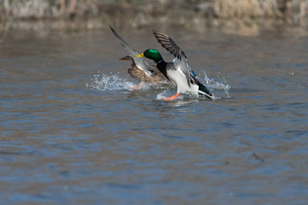 Two Mallard Ducks reaching out with their feet as they prepare to make a splash landing on the water of a lake.の写真素材