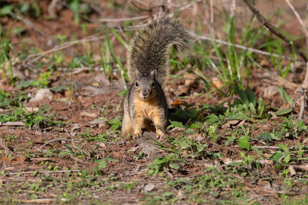 A cute, furry Fox Squirrel pausing to look up while searching for food in the dirt and weeds of a city park on a sunny morning.の写真素材
