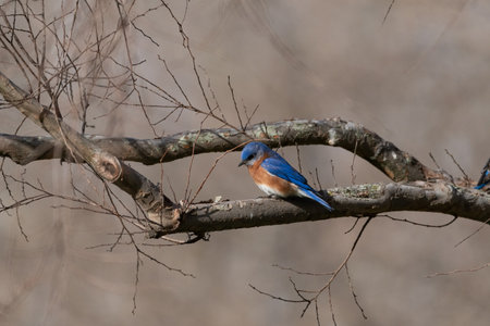A male Eastern Bluebird perched on a bare tree branch on a sunny morning.の写真素材