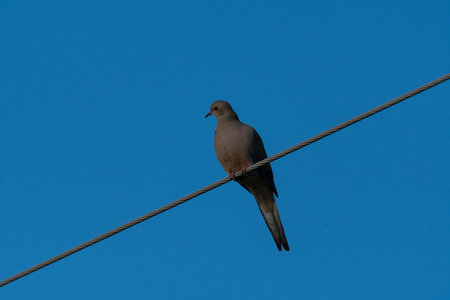Mourning Dove perched high overhead on a metal cable with a clear blue sky in the background.の写真素材