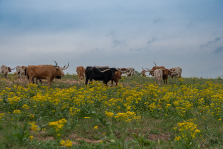 A herd of Longhorn cattle standing in a pasture full of yellow, California Goldenrod flowers on a cloudy morning.の写真素材