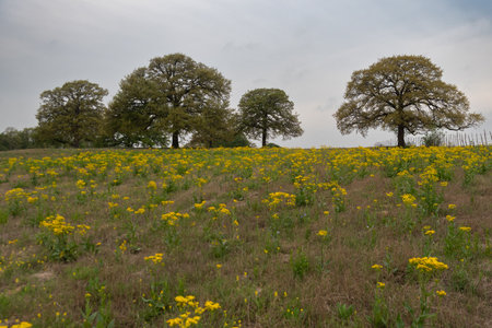 Trees lined up on top of a hill on the horizon beyond a meadow full of vibrant, yellow California Goldenrod flowers on a cloudy morning.の写真素材