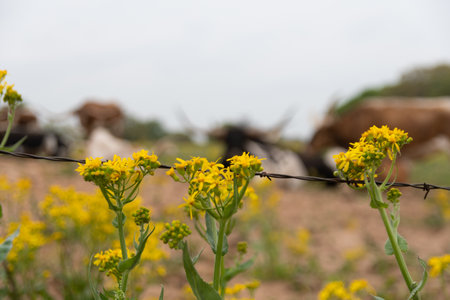 Yellow California Goldenrod flowers blooming next to a barbed wire fence with Longhorn cattle resting in the blurry background.の写真素材