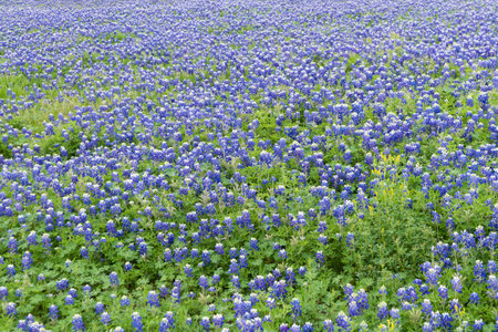 A field covered in a blanket of beautiful, blue Bluebonnet flowers in full bloom on a spring morning in Grapevine, Texas.の写真素材