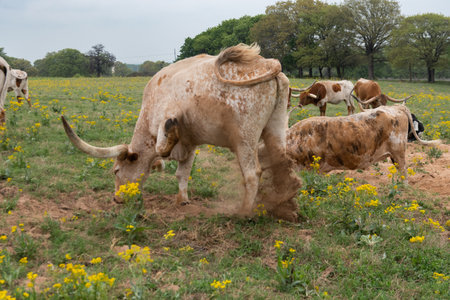 A large Longhorn bull digging a pit in the sand with its hooves as it attempts to show its dominance to other bulls in the herd.の写真素材